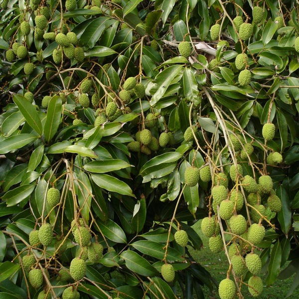 ライチ 玉荷包(ぎょくかほう)とり木大苗 Lサイズ 4～5年生苗 」【6号