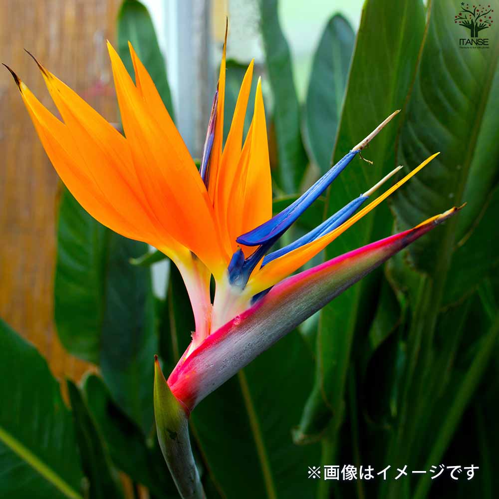 ストレリチア レギネ(極楽鳥花) 【観葉植物 8号鉢／1個売り】｜ 【植物