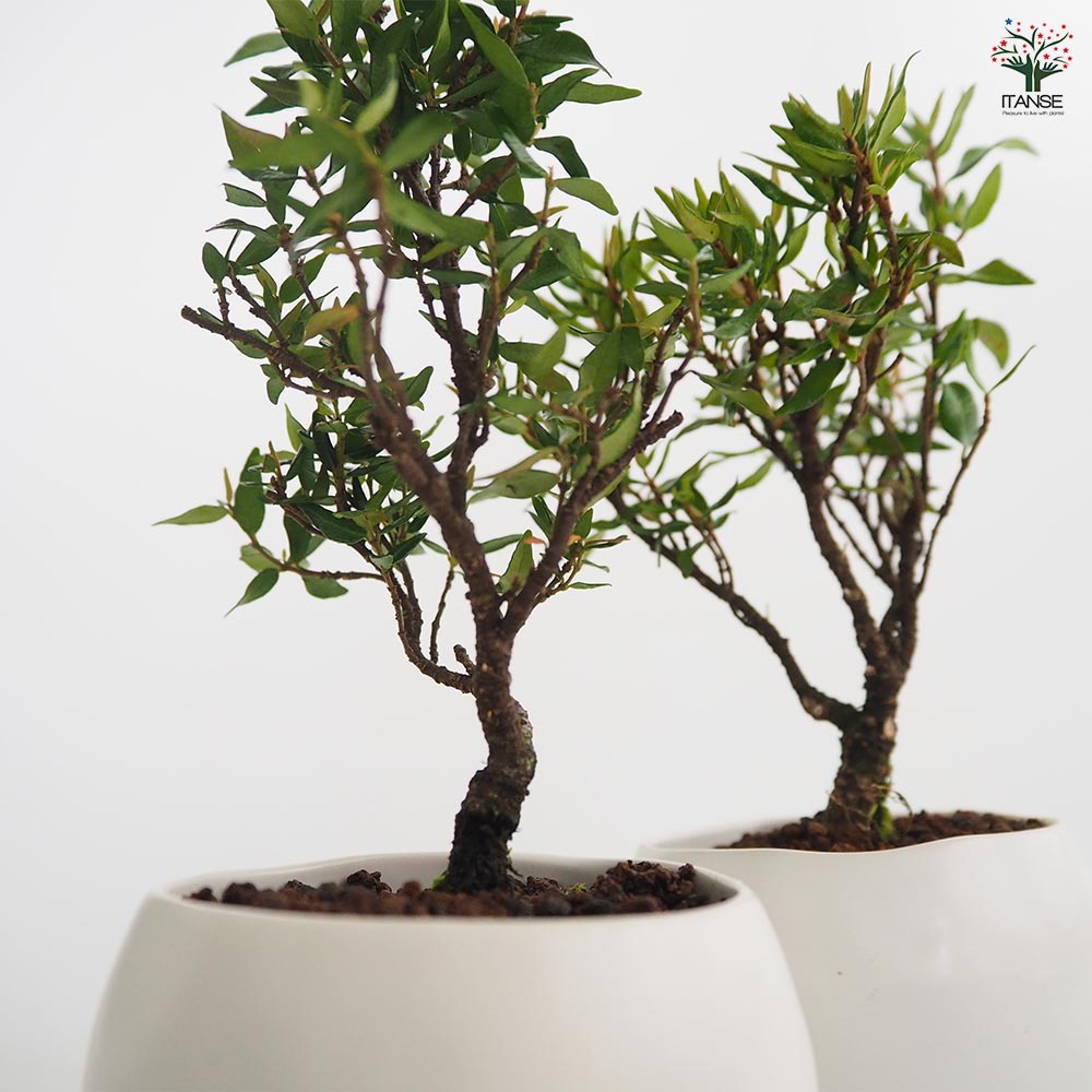 チリメンカズラ 球体鉢(受皿付) 【盆栽 3.5号／1個売り】｜ 【植物の