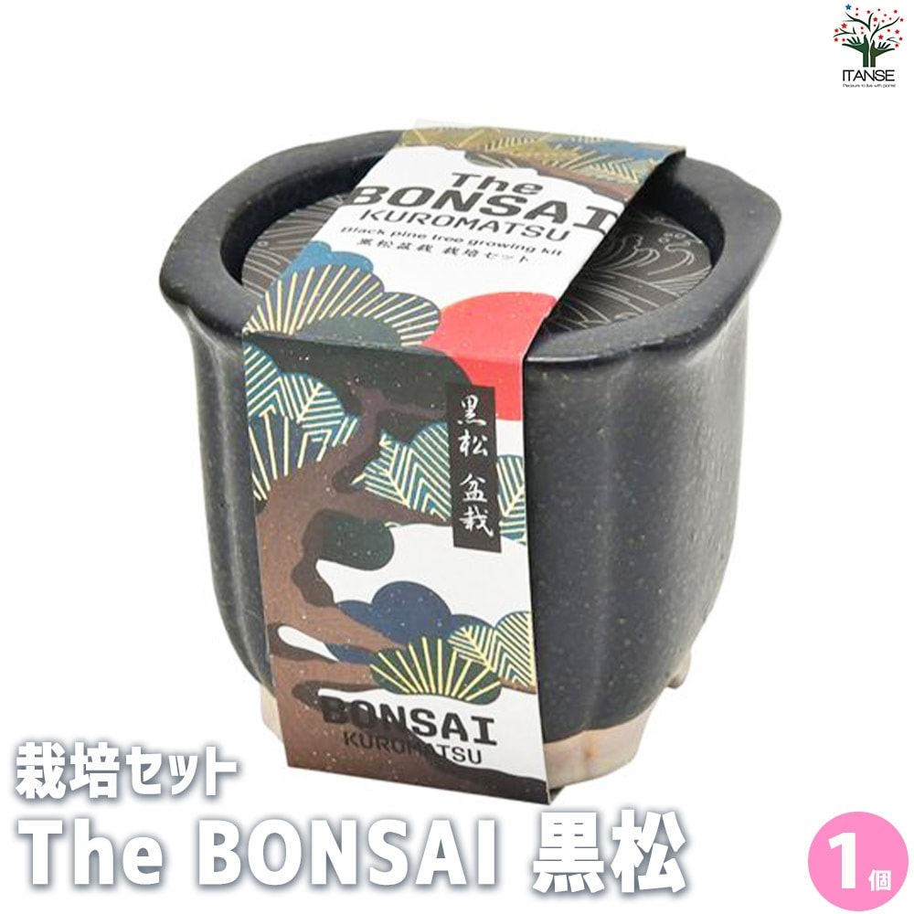 栽培セット The BONSAI 黒松【盆栽／1個売り】｜ 【植物のITANSE