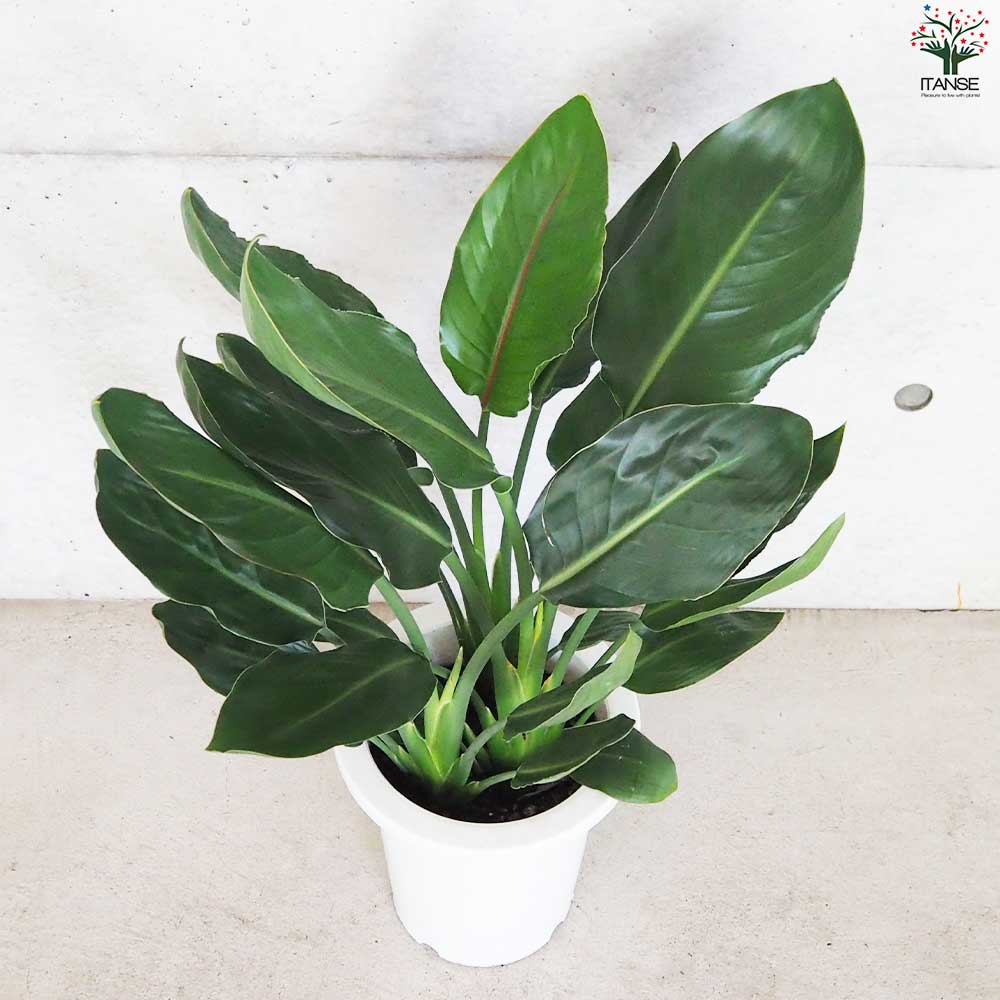 ストレリチア レギネ 極楽鳥花【観葉植物 7号鉢／1個売り】｜ 【植物の
