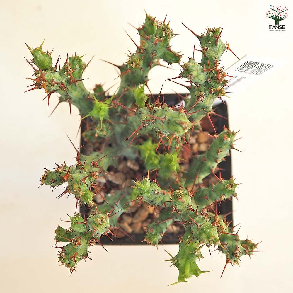 ユーフォルビア アクチノクラダ 【多肉植物 2.5号／1個売り】｜ 【植物