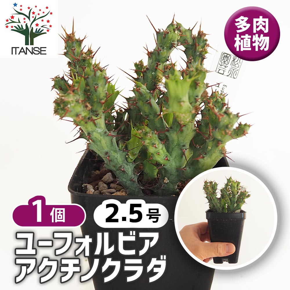 ユーフォルビア アクチノクラダ 【多肉植物 2.5号／1個売り】｜ 【植物