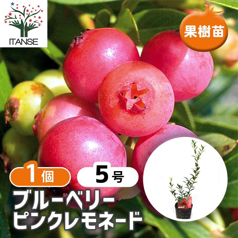 ブルーベリー ピンクレモネード15cmポット挿し木苗」”秋が植え時の果樹