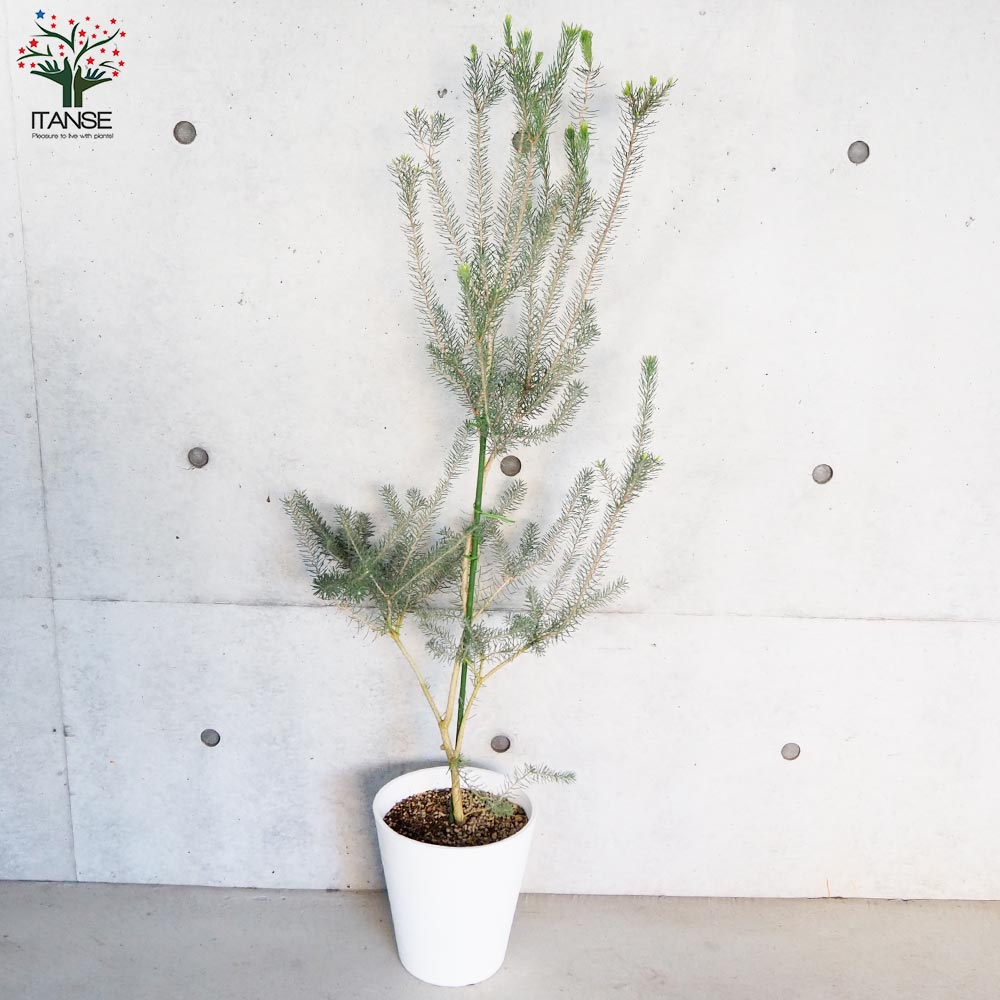 カロタムス ダスティーグレー【花苗 8号鉢／1個売り】｜ 【植物の