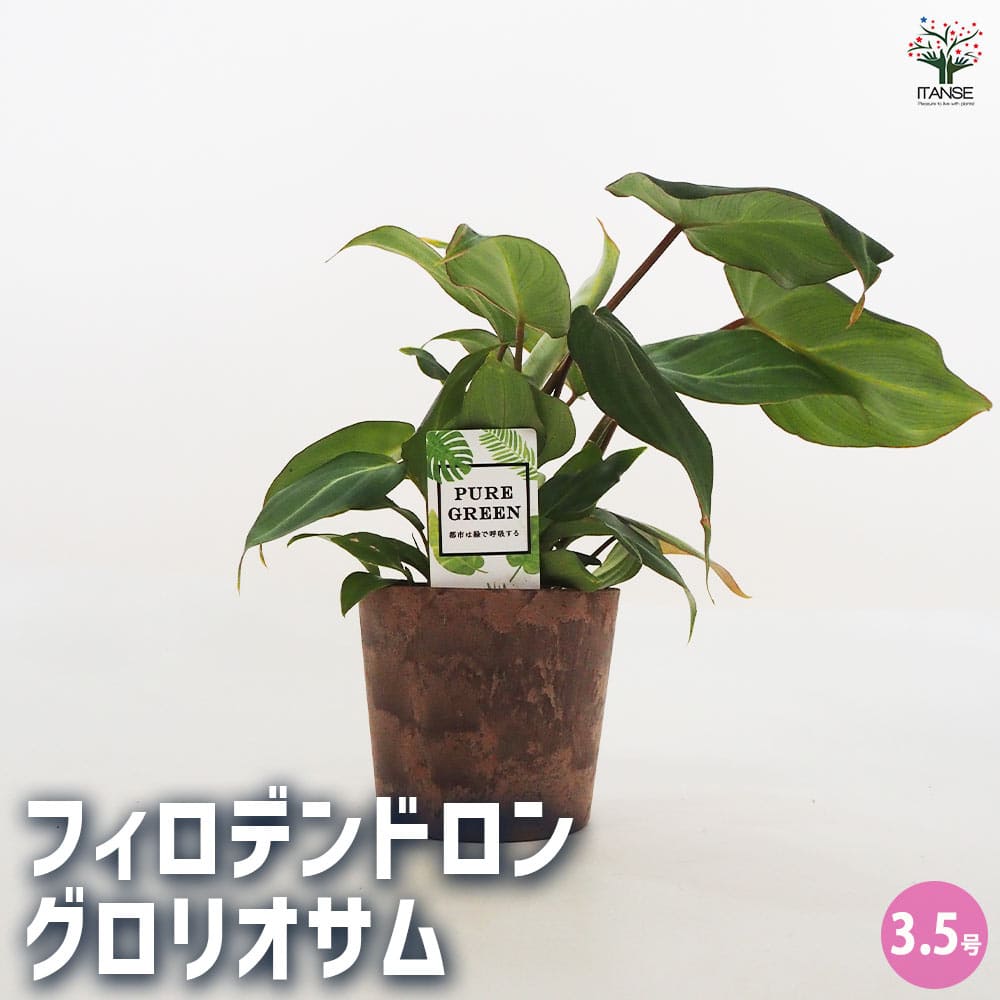 フィロデンドロン グロリオサム 【観葉植物 3.5号鉢】｜ 【植物の