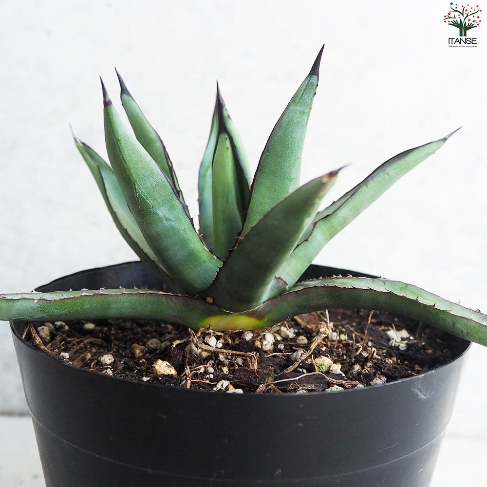 アガベ ブルーエンペラー Sサイズ【多肉植物 5号鉢／1個売り