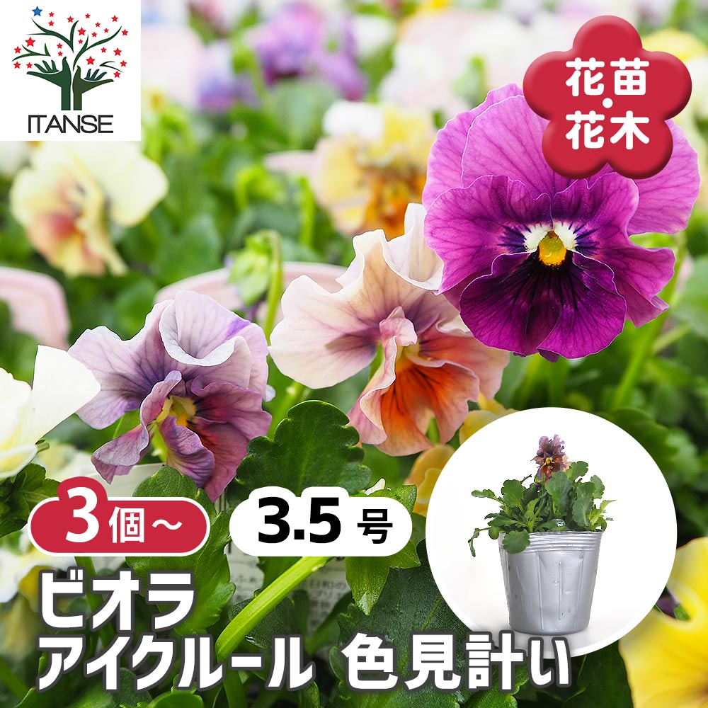 ビオラ アイクルール色見計い3個～ 【花苗 3.5号】｜ 【植物の