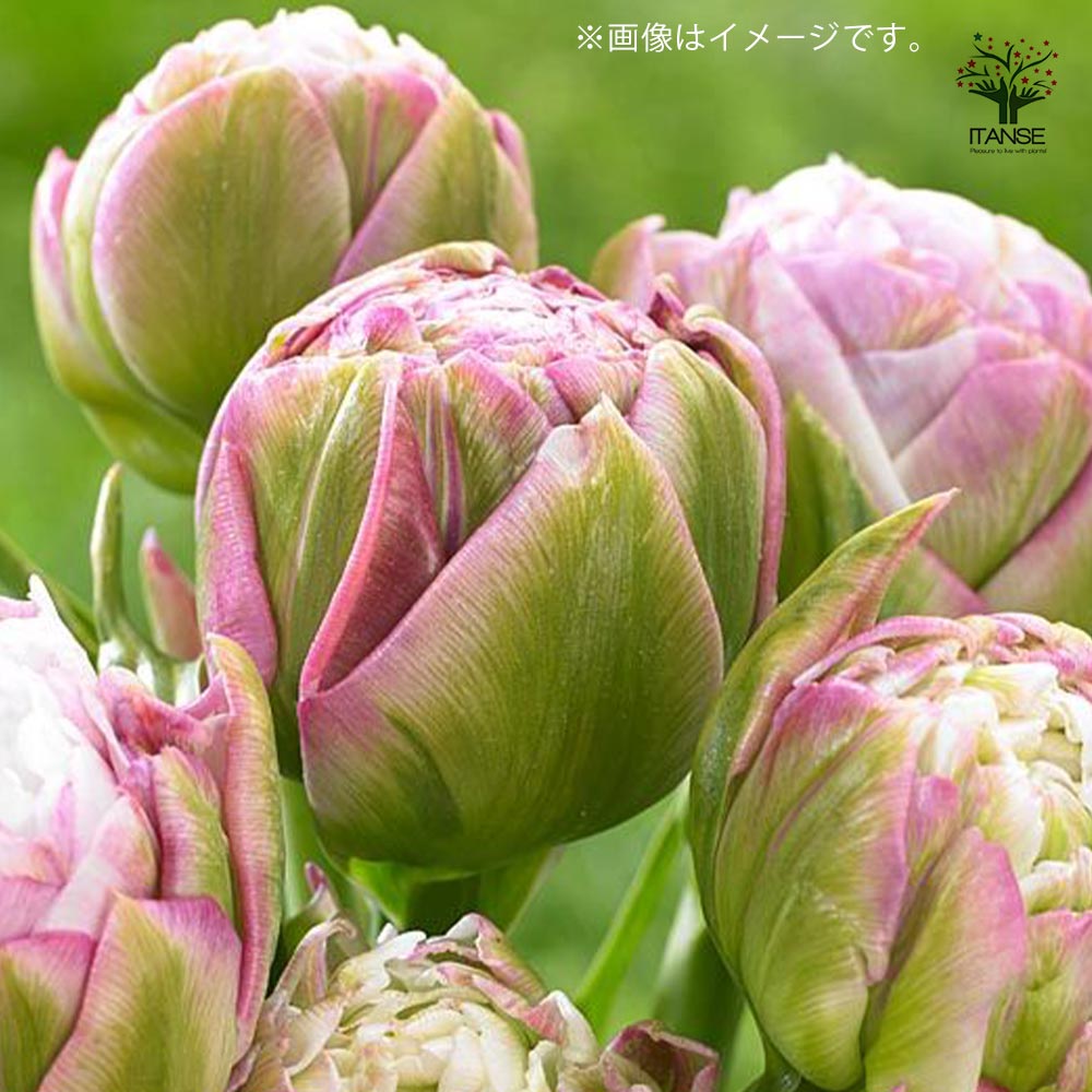 八重咲チューリップ ペギーワンダー【花球根／お買い得2球セット