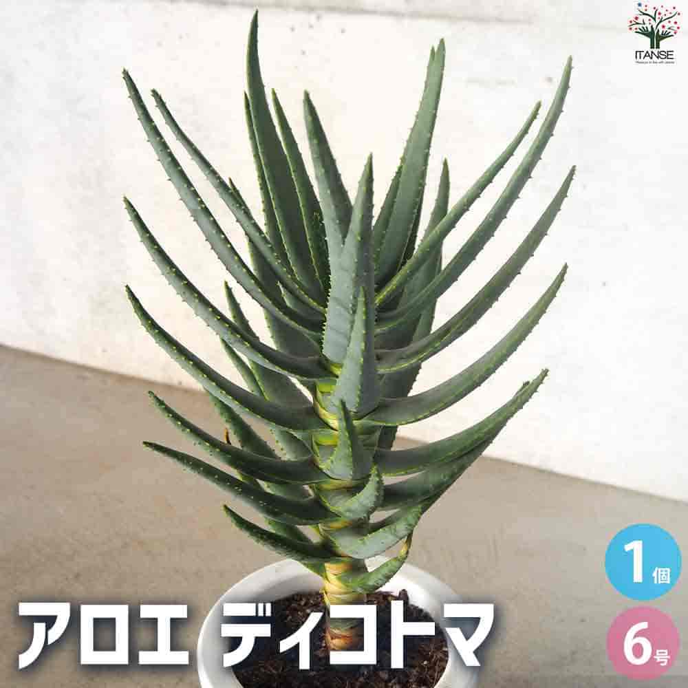 アロエ ディコトマ 【多肉植物 6号／1個売り】｜ 【植物のITANSE