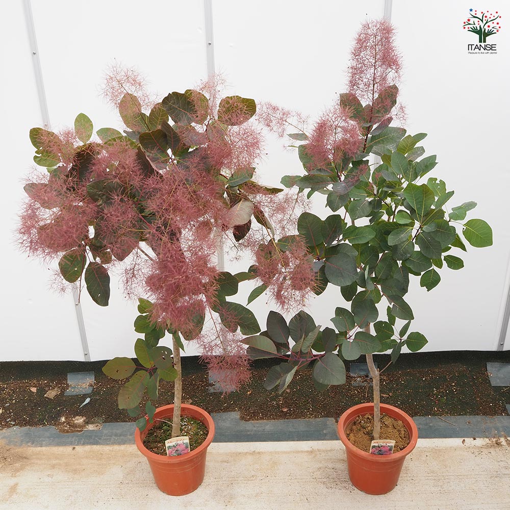 スモークツリー グレース 【花木苗 7号／1個売り】｜ 【植物の