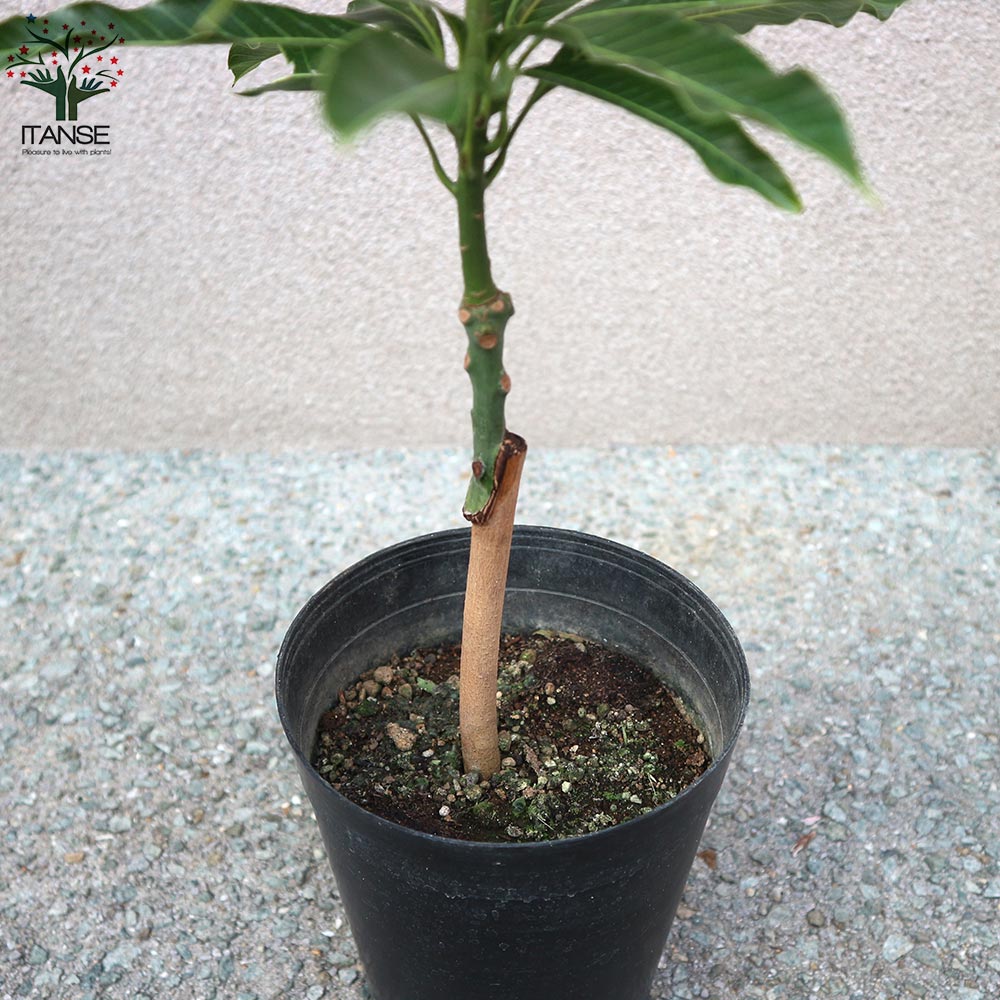 マンゴーの苗木 ナンドクマイ【果樹の苗木 6号硬質ポット 2年生 接木苗