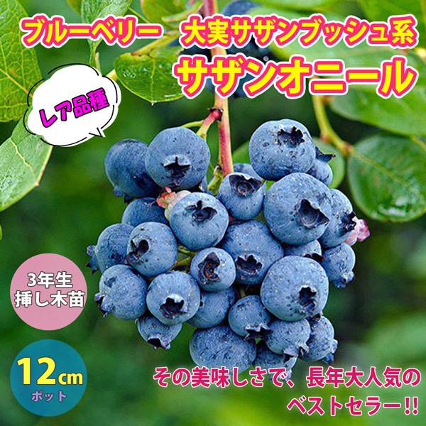 大実サザンブッシュ系ブルーベリー サザンオニール 12cmポット苗」【1