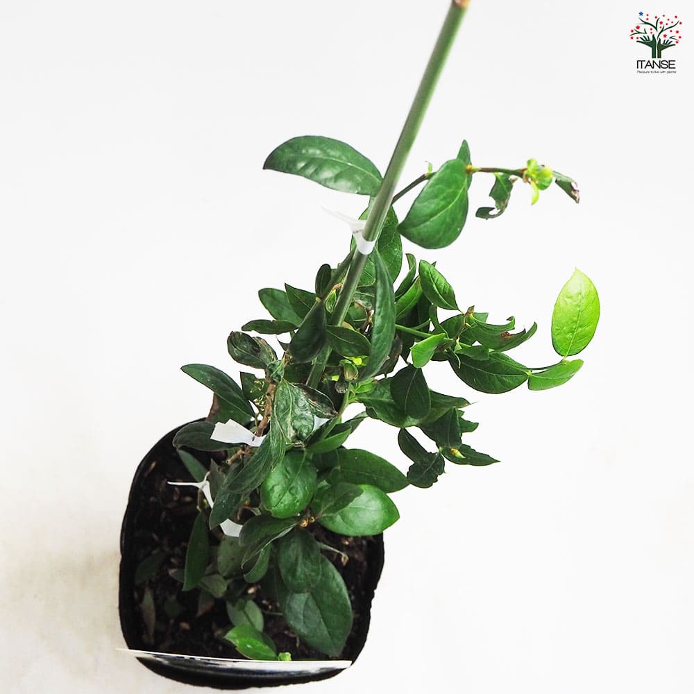 ブルーベリー レガシー 【果樹の苗木 5号ポット】｜ 【植物の