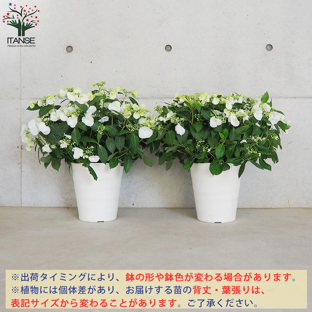 アジサイ ラグランジア・ブライダルシャワー【花苗 7号鉢／1個売り