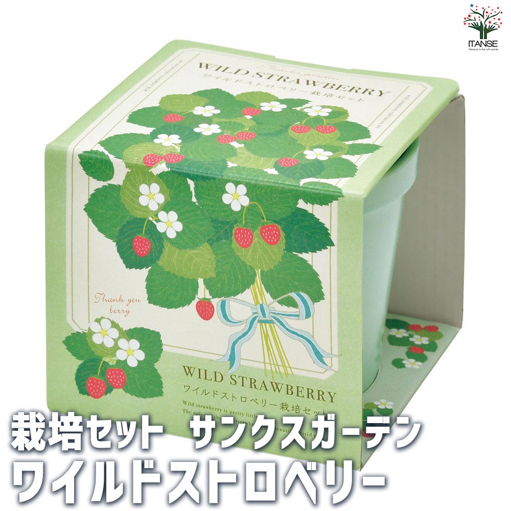 栽培セット サンクスガーデン Wストロベリー 【1個売り】｜ 【植物の