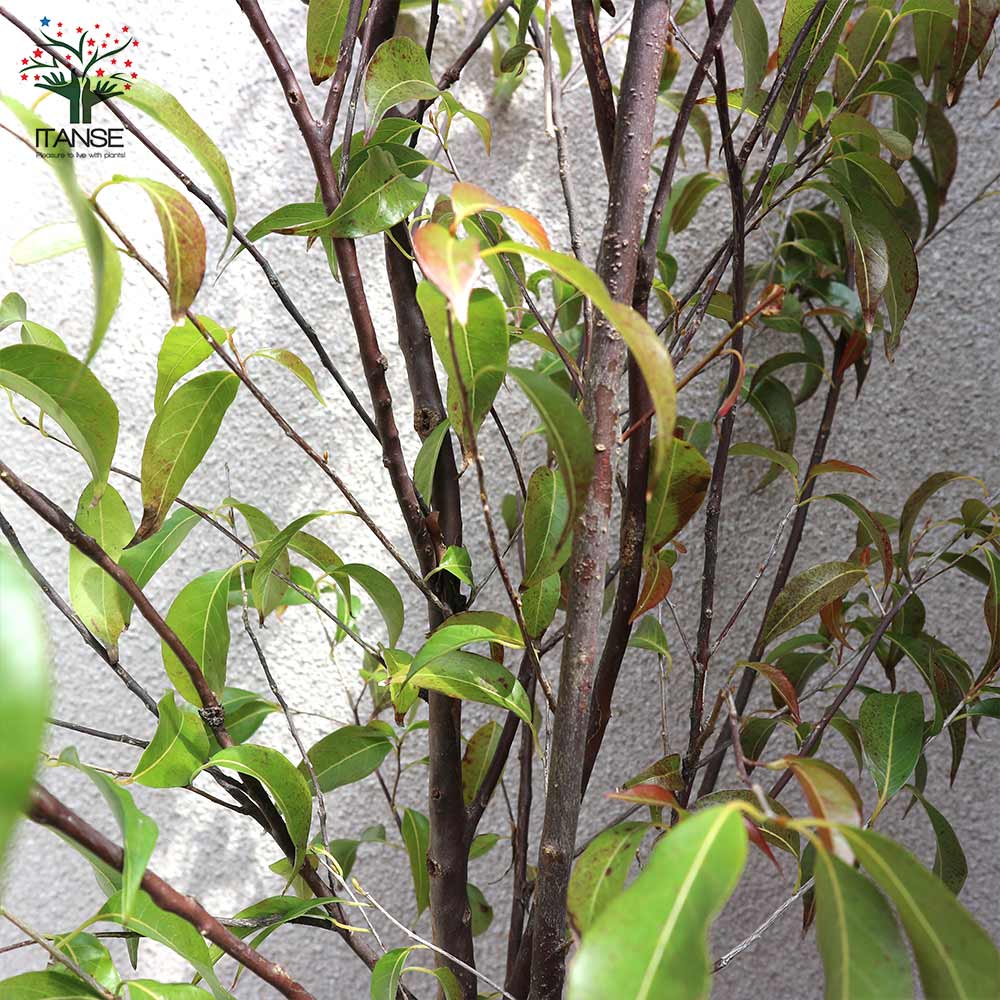 常緑エゴノキ(トキワエゴノキ)の苗 樹高約1m【庭木 27cmポット大苗／1