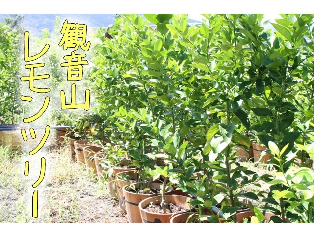レモンツリー レモンの樹 和歌山県和歌山 観音山フルーツガーデン
