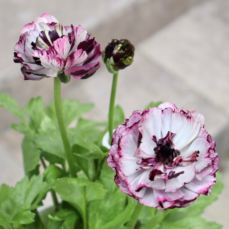 希少品☆画像の現品!! 綾園芸さんの変わり咲きラナンキュラス