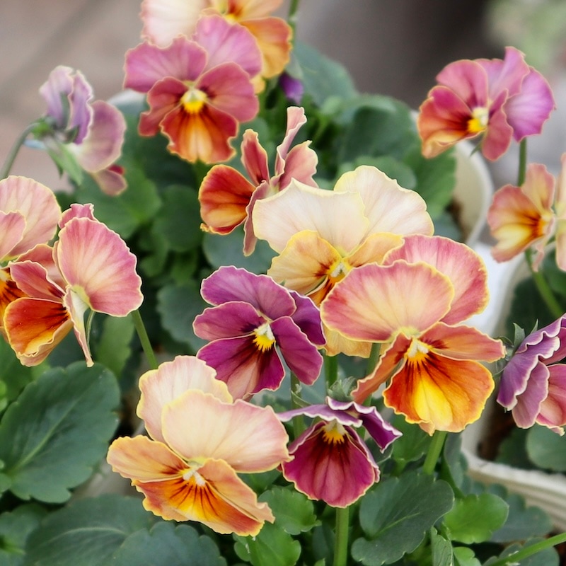 Green Farmv Village(奥田園芸)さん育種のときめきビオラ「スパイシー