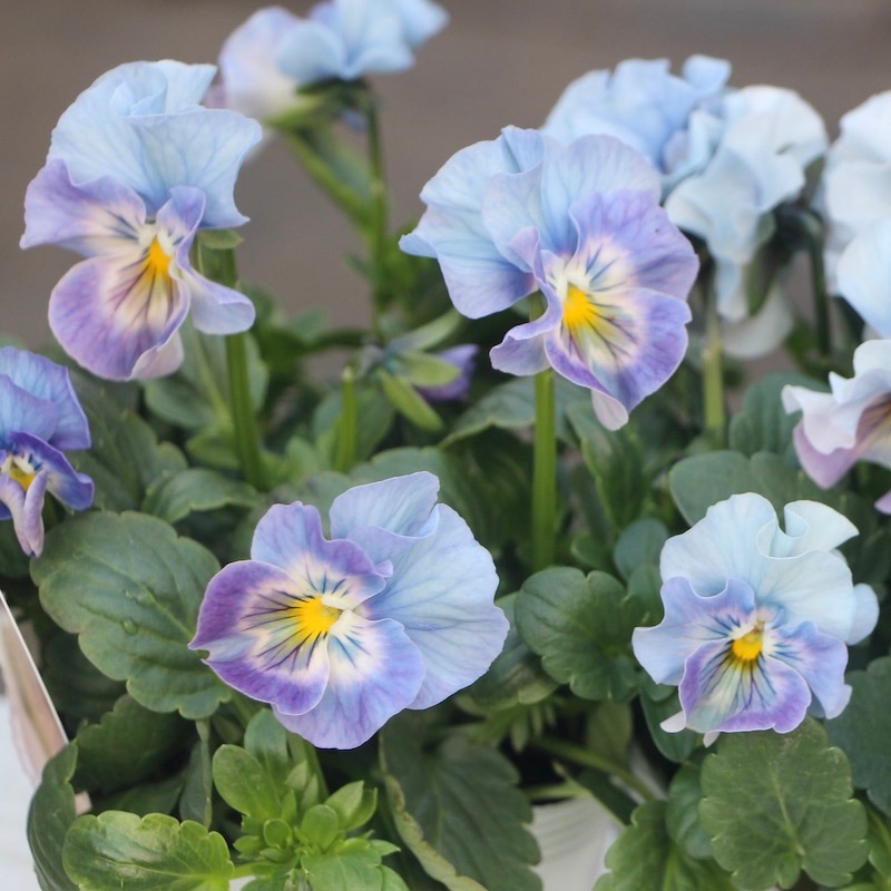 画像とほぼ同じ色!! 在庫限り☆花日和さんのフリル咲きパンジー