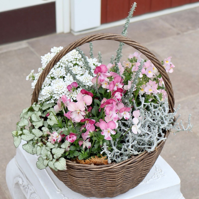 お値打ち♪1点物見本鉢☆新商品の籠でナチュラル寄せ植え♪