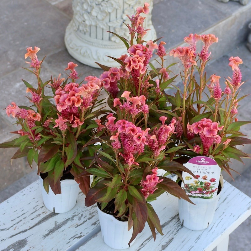 セロシア・ホットトピック「ピンク(1)」byハクサンコレクション