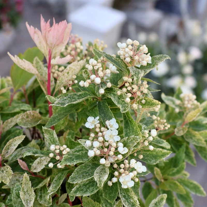 葉も美しい斑入りコデマリ「桜でまり(ピンクアイス)」(3号ロングポット)