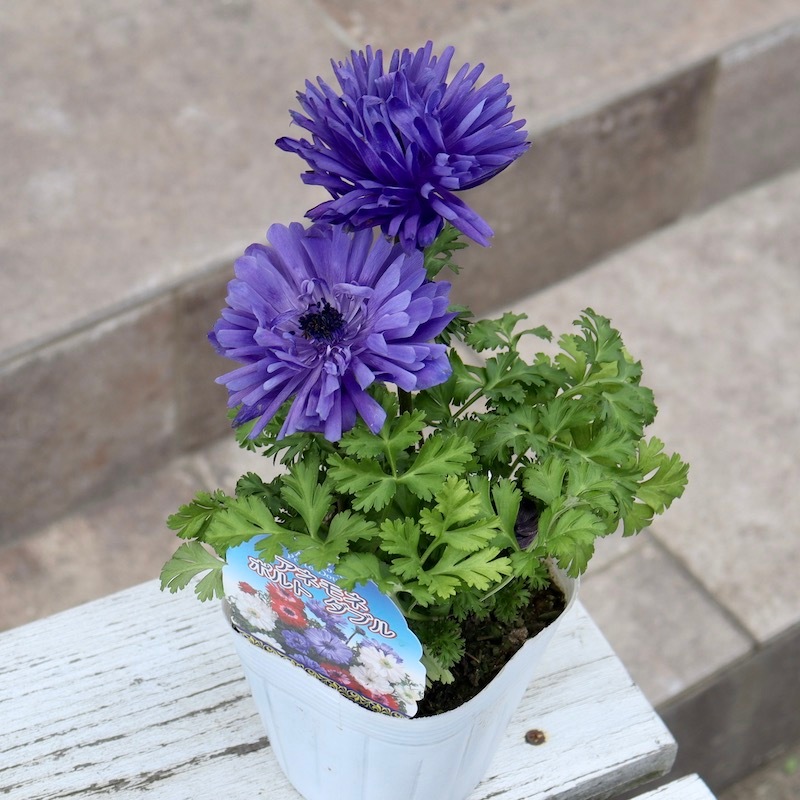 2株植え♪八重咲きアネモネ・ポルトダブル「ブルー」