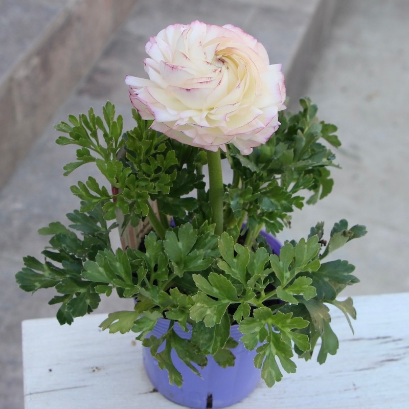 現品1株限り!!ラナンキュラス「マシェ」22-08番(3.5号ポット)