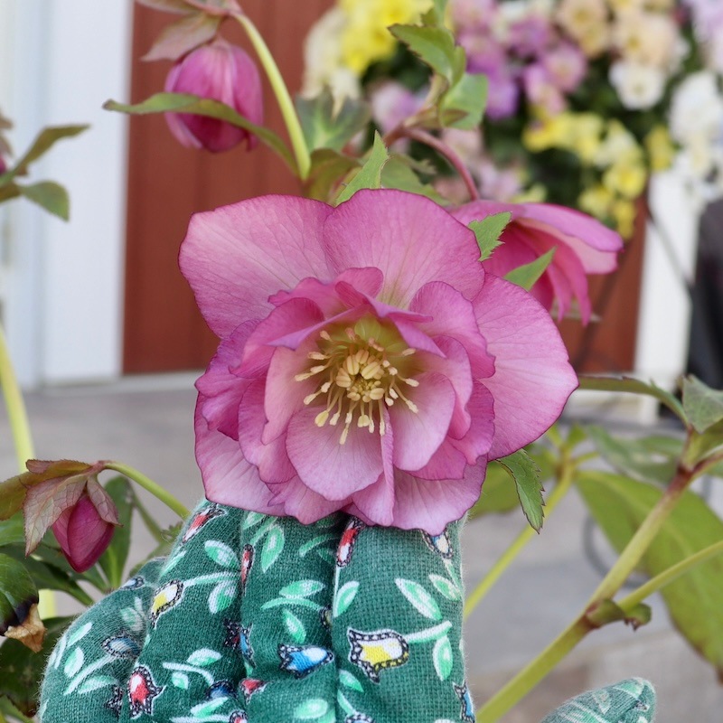 自然開花♪風散歩で3年】現品1点限り☆クリスマスローズ・大輪八重咲き