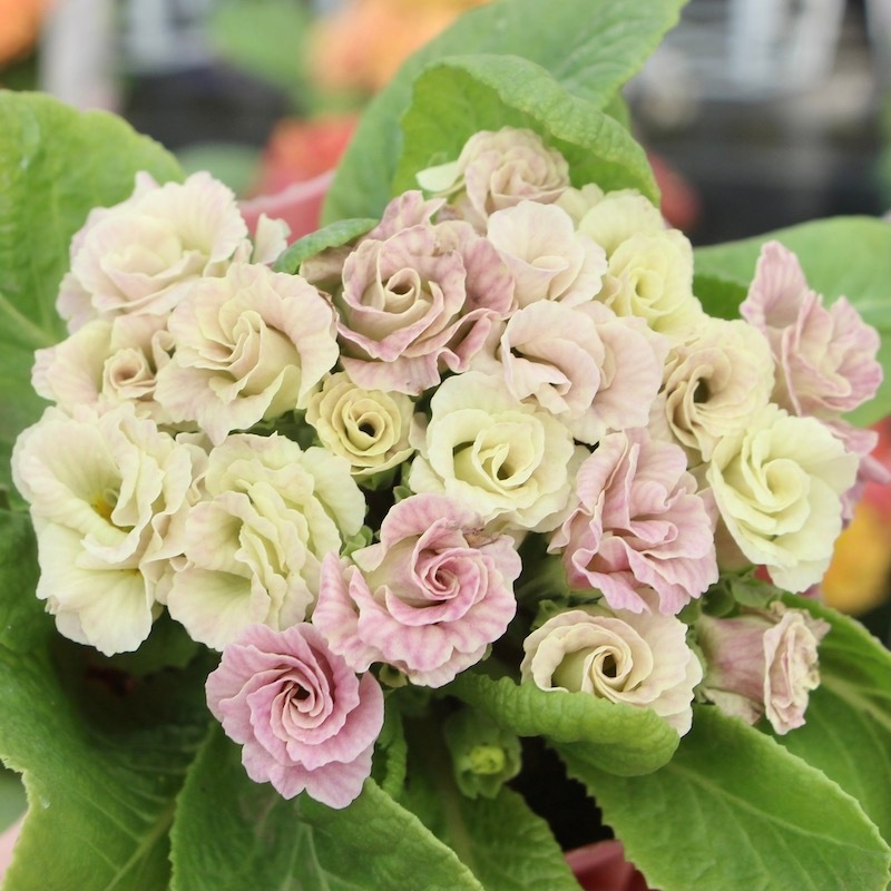 17_000000002179.jpg?1676352981