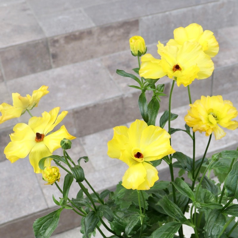 画像(最後の3枚)の現品1点限り☆超特大☆ラナンキュラス・ラックス