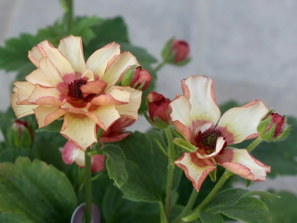 画像の現品☆5号鉢仕立てのラナンキュラス・ラックス「テセウス」