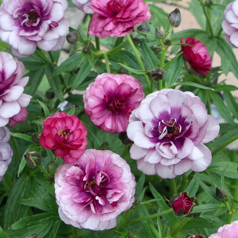 画像(最後の6枚)の現品1点限り☆ラナンキュラス・ラックス「ティーバ