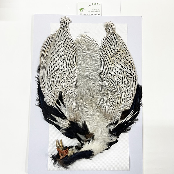 シルバーフェザント