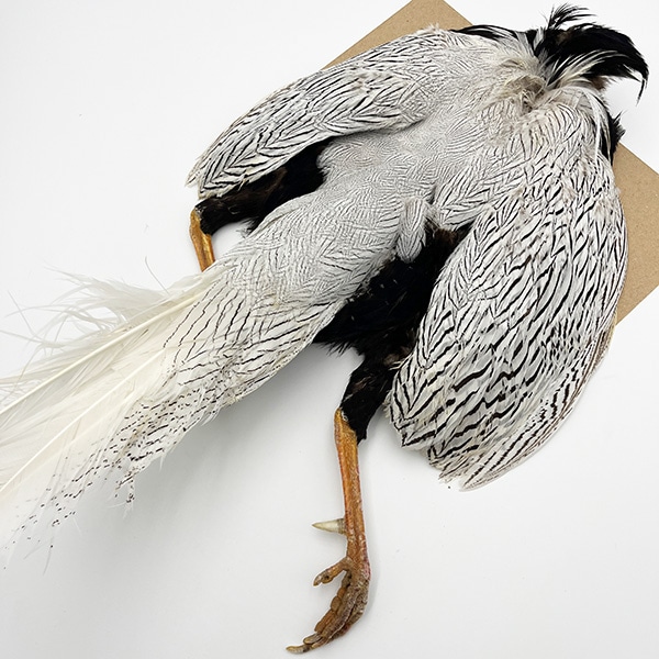 シルバーフェザント