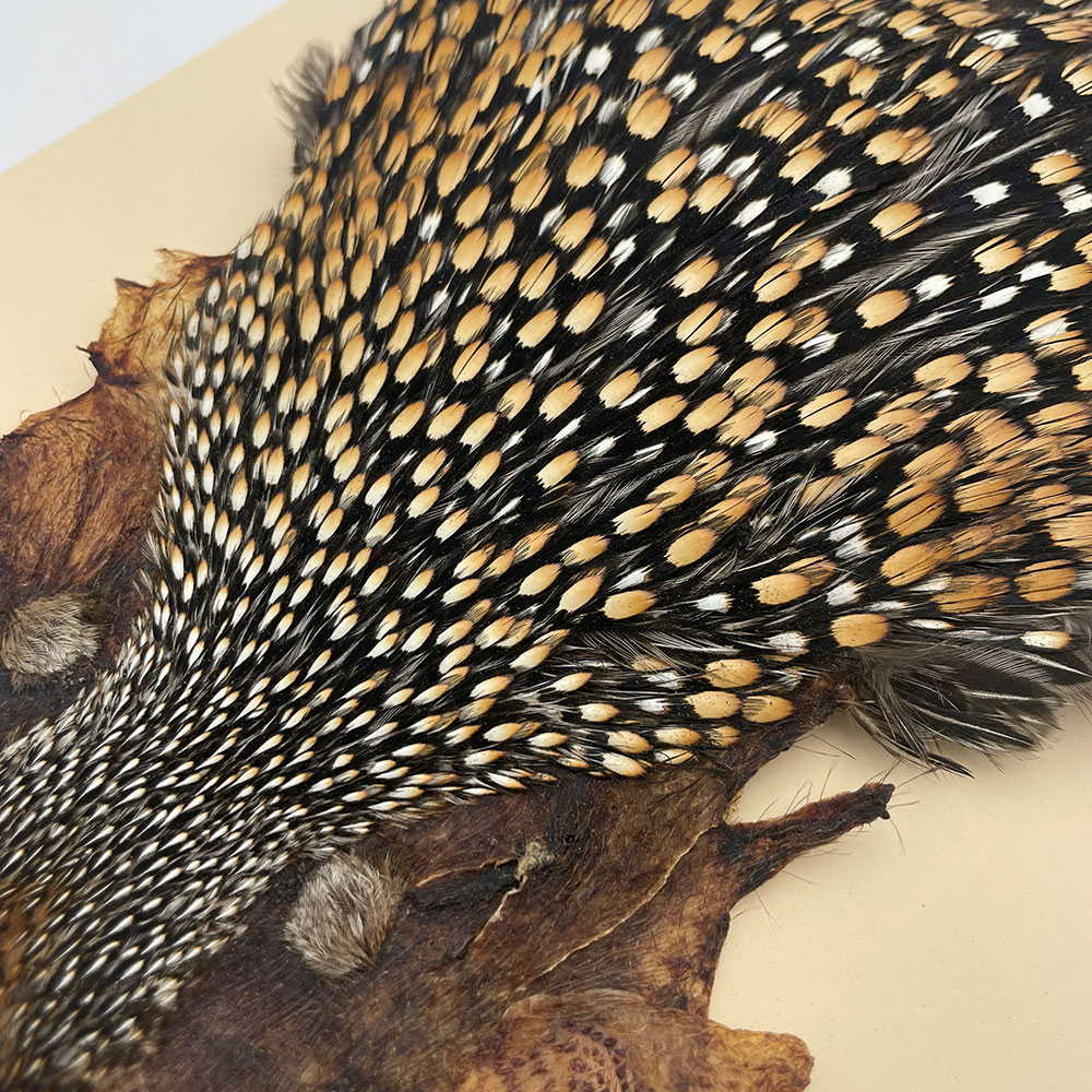 Ken-Cube ジャングルコック Grade A （No.1）