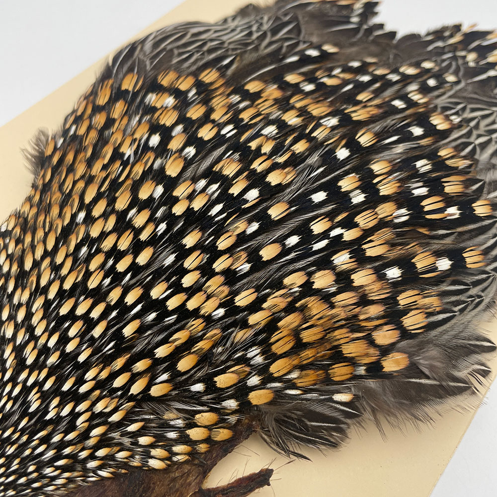 Ken-Cube ジャングルコック Grade A （No.1）