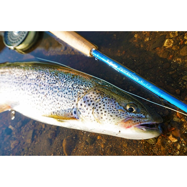 Perfection (パーフェクション) 9ft #3