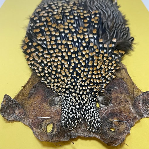 Ken-Cube ジャングルコック Grade SA （No.1）