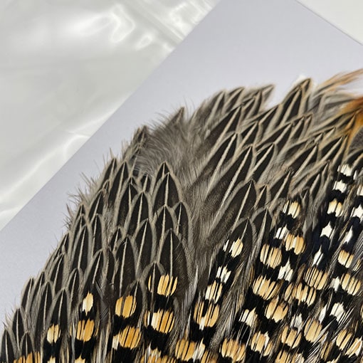 CANAL社 ジャングルコック（No.2）