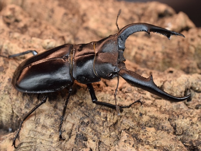 RED血統】マンディブラリスフタマタクワガタ（ボルネオ島産）79mm