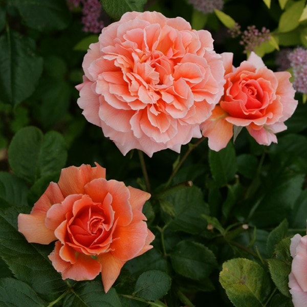 バラ苗 図鑑 花菜ローズ Kana Rose 国産ノイバラ台木使用 | ブランド