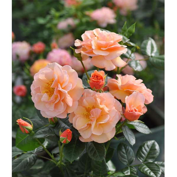 バラ苗 図鑑 センテッド ウィスパー Scented Whisper 国産ノイバラ台木