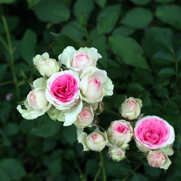 バラ苗 図鑑 ミミ エデン Mimi Eden 国産ノイバラ台木使用 | ブランド