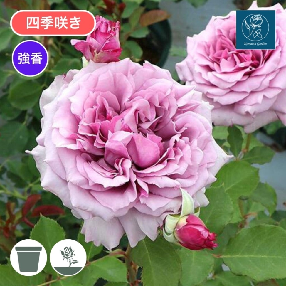 バラ苗 大苗 2026 ウィンディー ナイト Windy Night 国産ノイバラ台木