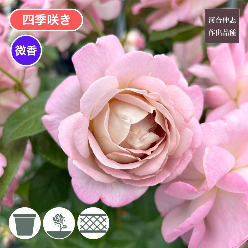 バラ苗 大苗 2026 キャメル Camel 国産ノイバラ台木使用 | 大苗 2026