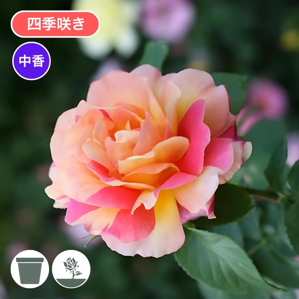 バラ苗 予約新苗 2026 ラジオ Radio 国産ノイバラ台木使用 | 予約新苗