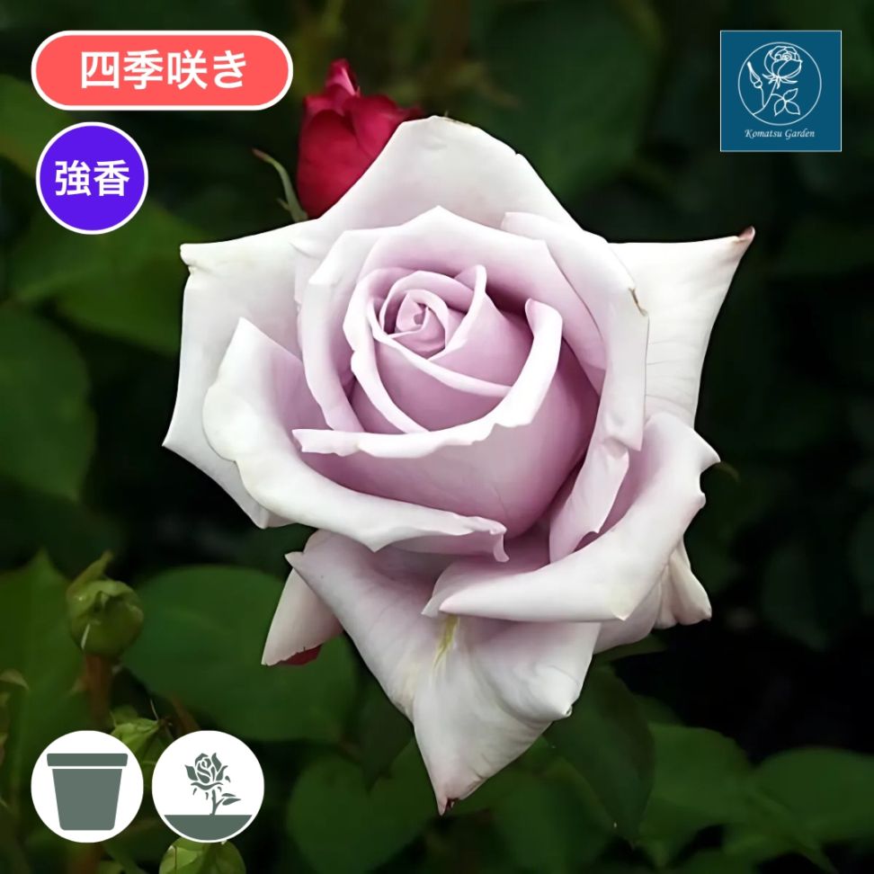 バラ苗 予約新苗 2026 ブルー ピリオド Blue Period 国産ノイバラ台木